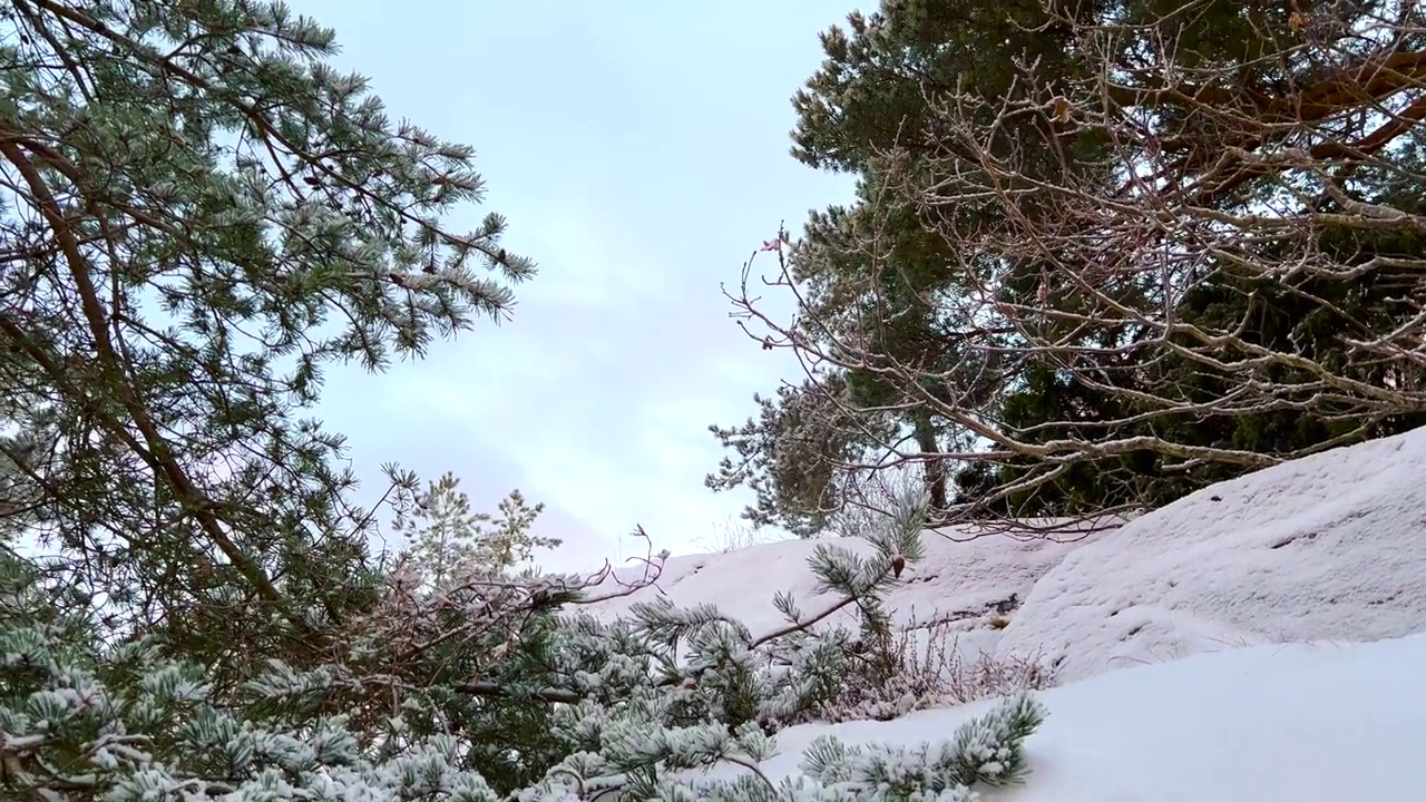 松树被雪覆盖视频下载