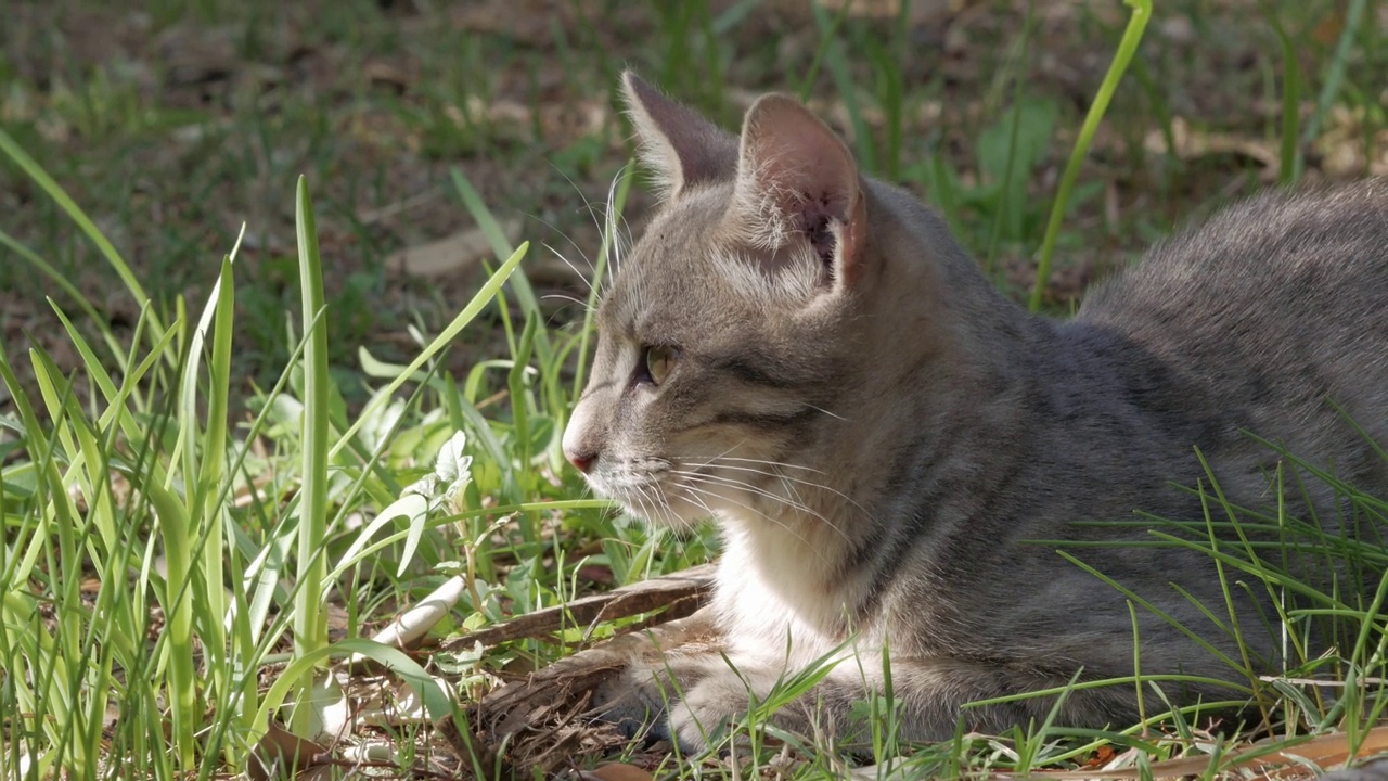 猫侧身躺在草坪上休息视频素材