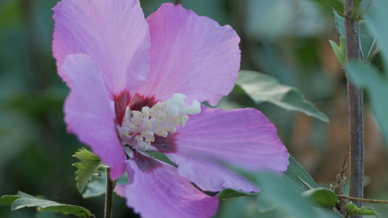 靠近粉红色的芙蓉花视频素材