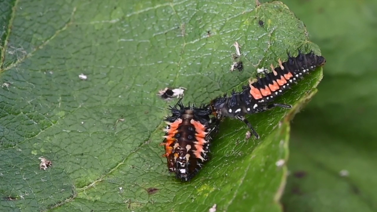 异色瓢虫(Harlequin ladybird beetle, Harmonia axyridis)的幼虫同类相食，吃掉了试图化蛹的同一物种幼虫视频素材