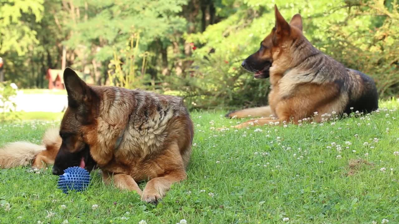 2只漂亮的大德国牧羊犬躺在户外的草地上放松视频素材