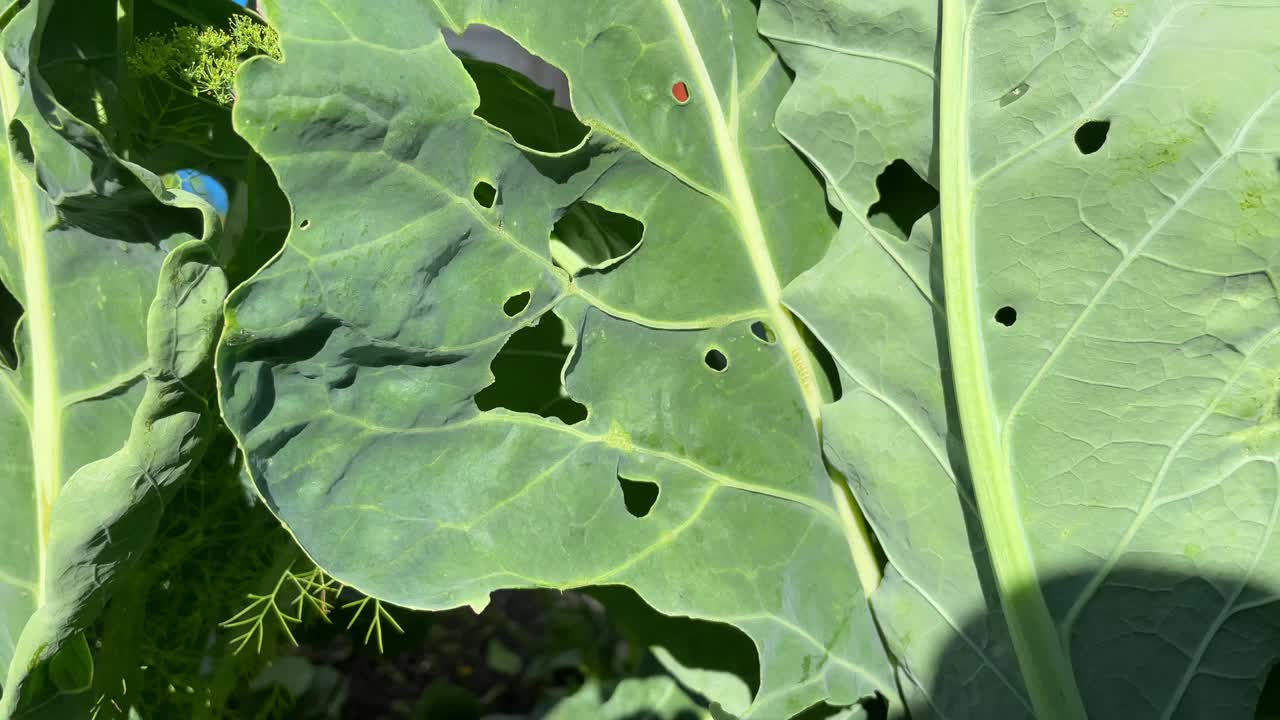 花椰菜的叶子上有毛毛虫咬出的洞。白菜虫破坏收成视频素材