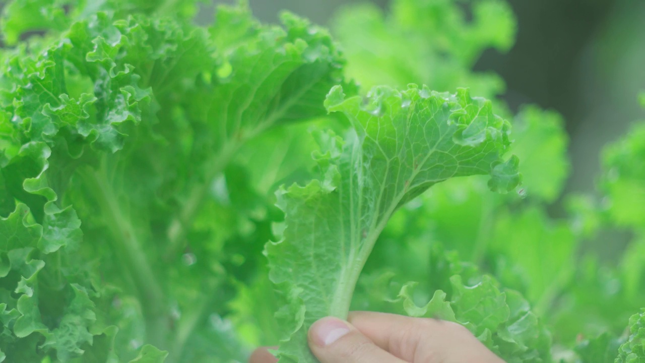 莴苣绿叶，近看。菜圃里的生菜。有选择性的重点视频素材