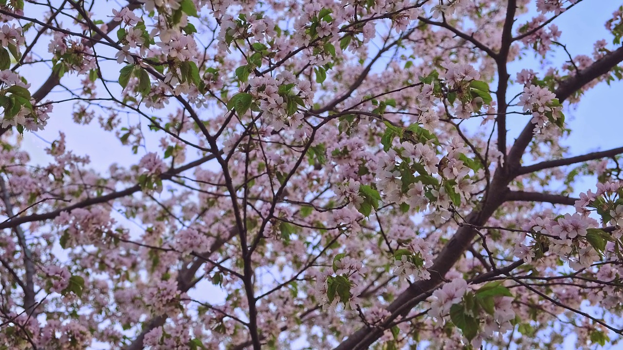 近距离拍摄的樱花在晴朗的蓝天视频素材