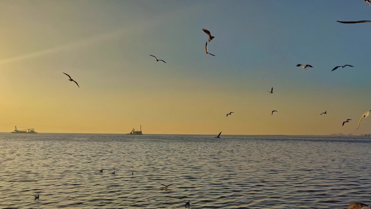 美丽的日落在海上与飞鸟视频素材