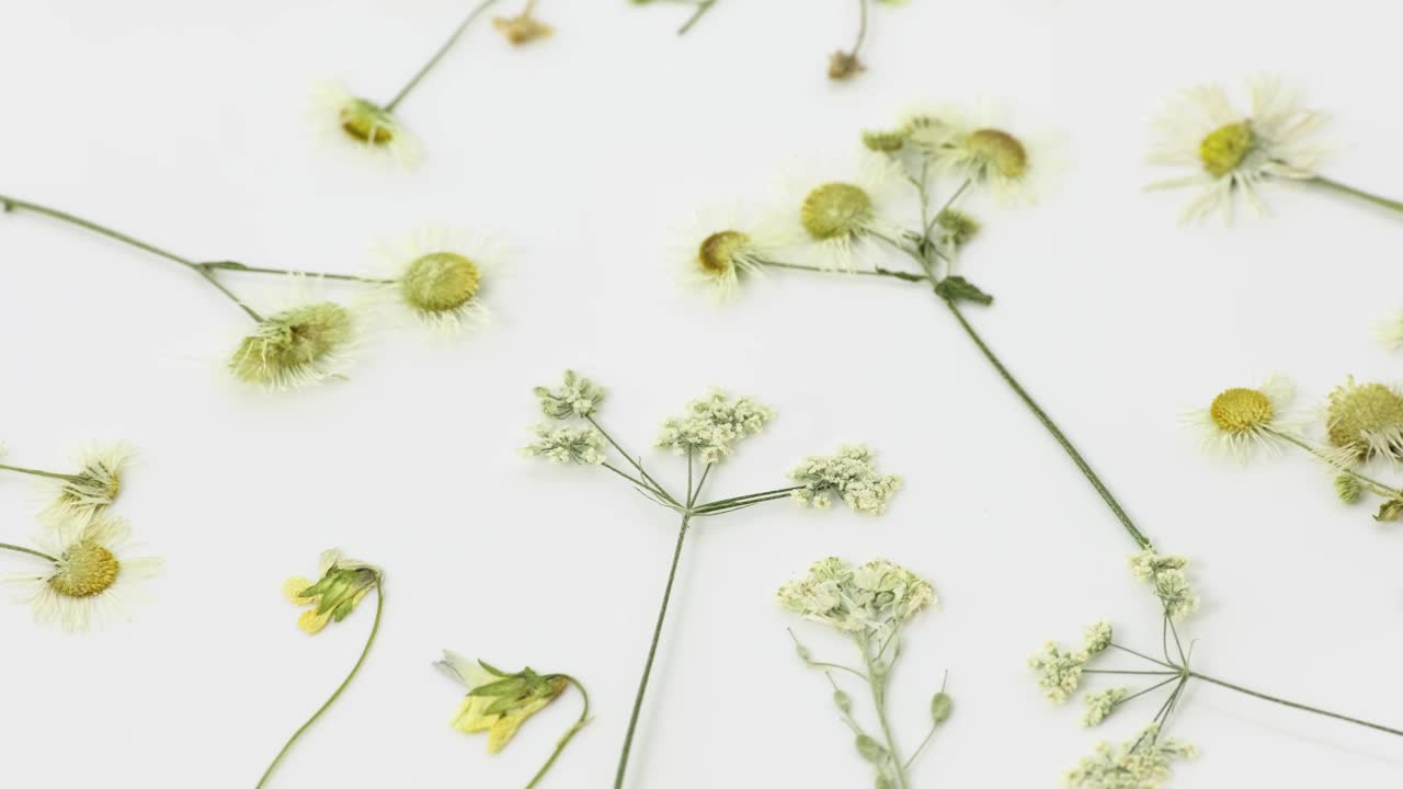 植物标本室有不同的野花。设置与压制干燥的花卉和植物在白色背景，花卉抽象背景与干燥的草地花卉顶视图，平铺，旋转，旋转慢动作视频素材