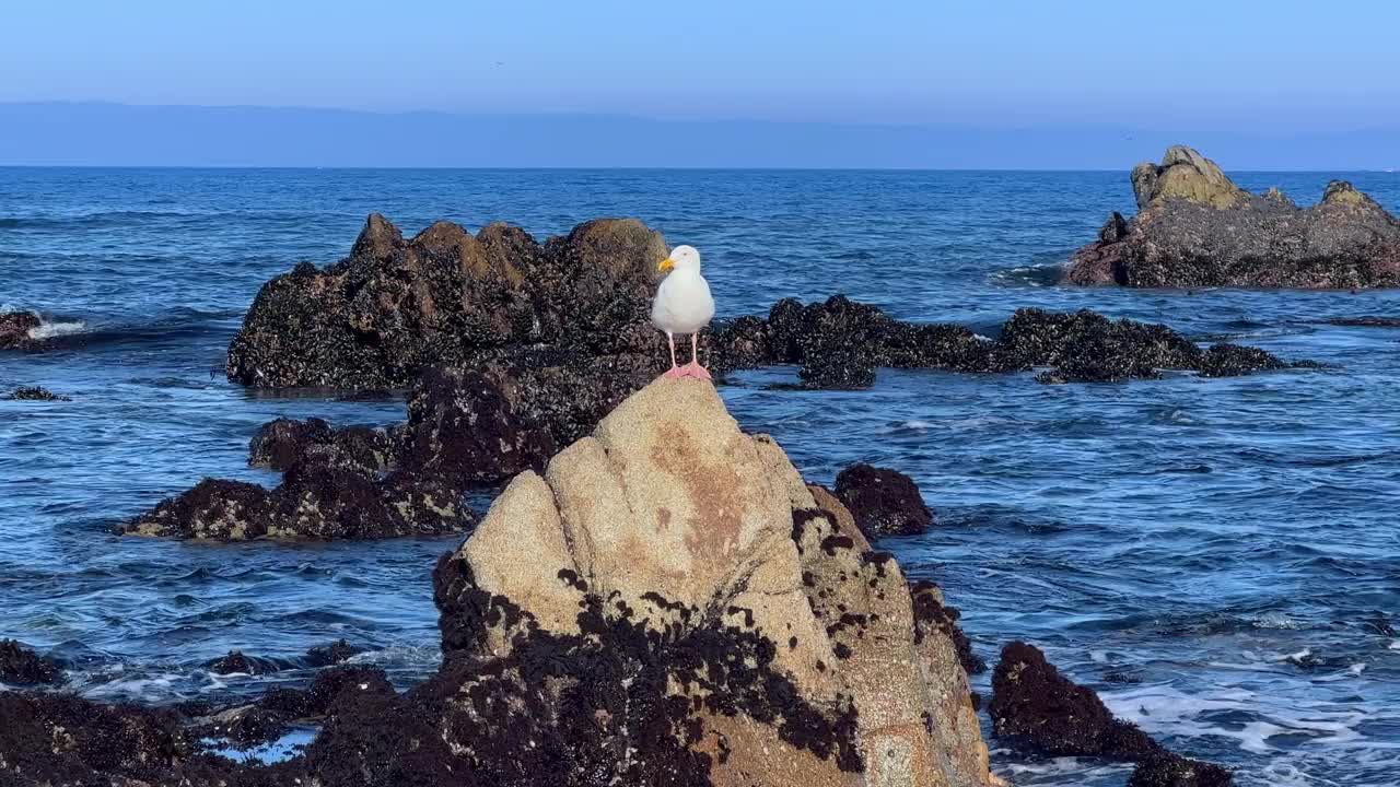 蒙特利湾的海鸥视频素材