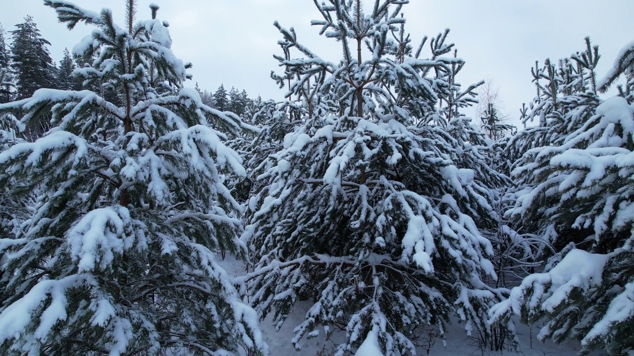 雪中的针叶树。视频素材