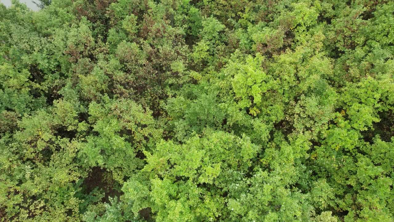 从空中看到森林和一个大的钓鱼湖视频素材