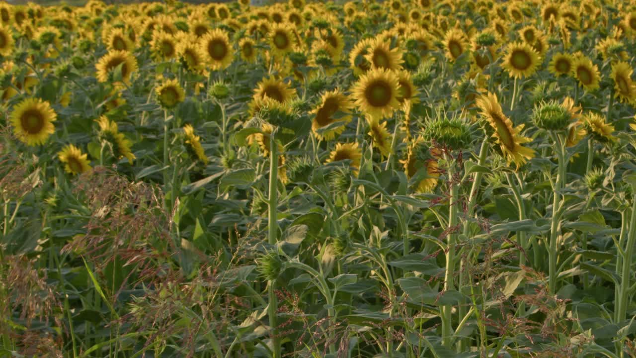 向日葵盛开的夏季景观视频素材