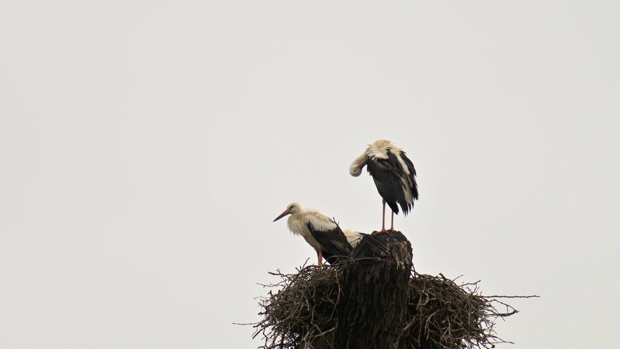 白鹳(Ciconia Ciconia)，几只鸟，和它们的兄弟姐妹站在它们的巢里，用喙刷着羽毛。视频素材