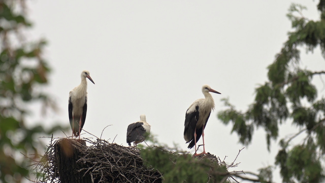 白鹳(Ciconia Ciconia)，几只鸟，和它们的兄弟姐妹站在它们的巢里，用喙刷着羽毛。视频素材