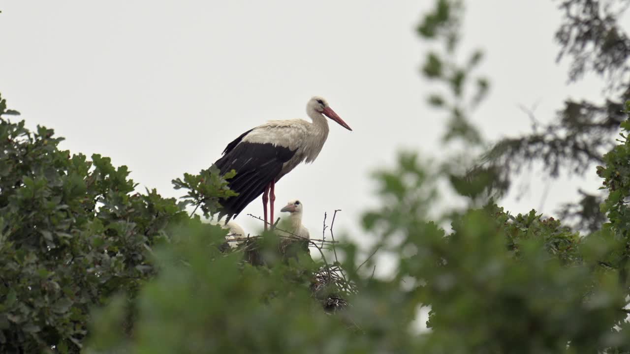 白鹳(Ciconia Ciconia)站在巢边飞走了。视频素材