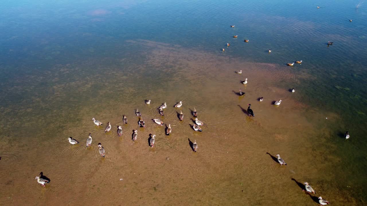 非洲南部，一群埃及鹅(埃及鹅)和其他水鸟在池塘的浅水里视频素材