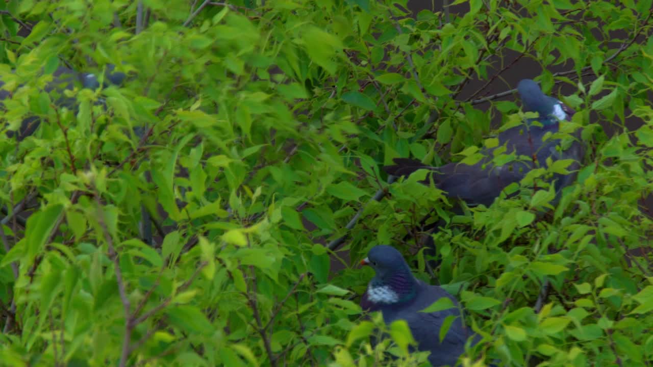 美丽的鸽子栖息在植物树枝上，随风摇摆在高清视频素材