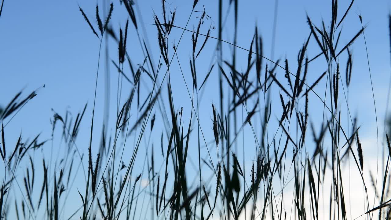 草花4K视频视频素材