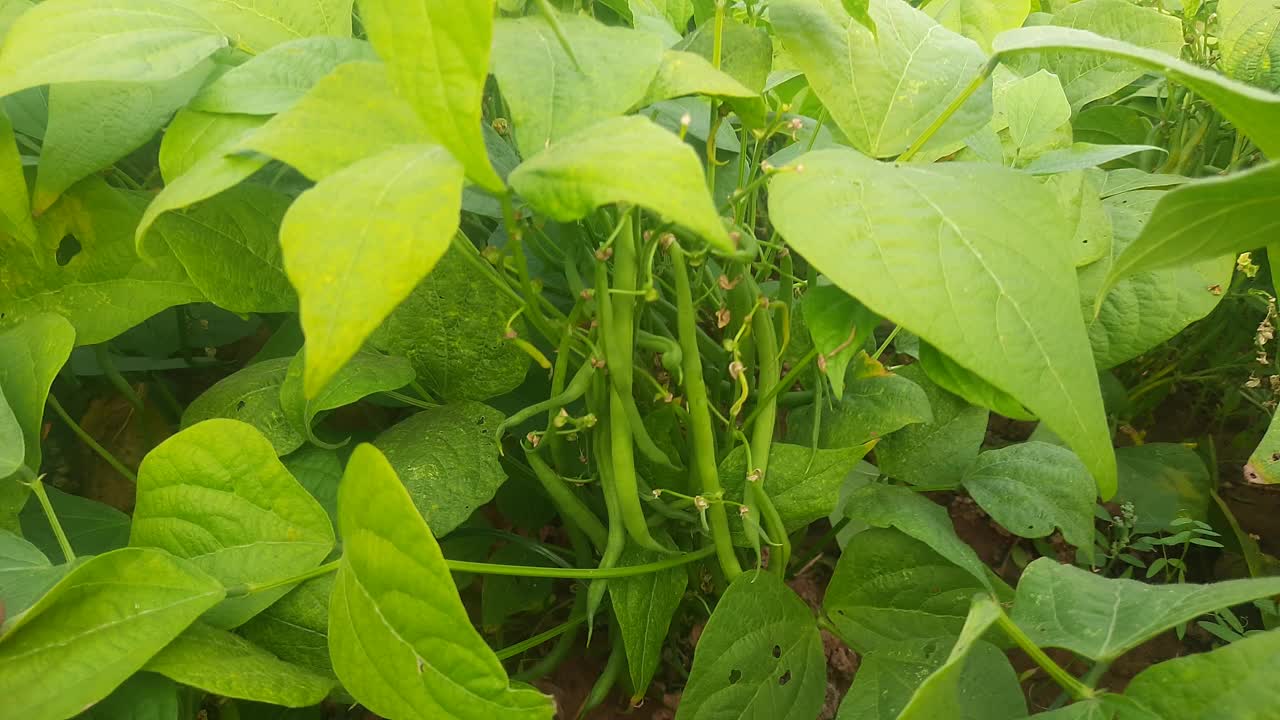 植物中的法国豆。视频素材