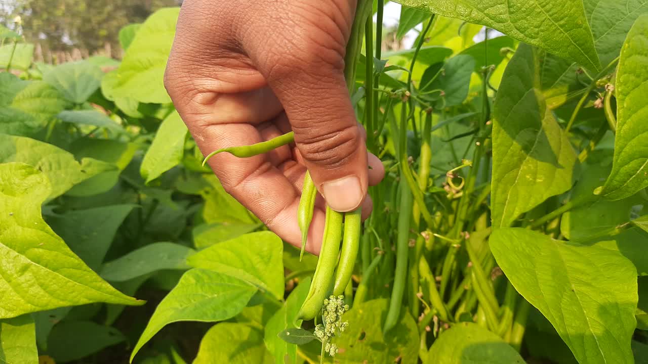 植物中的法国豆。视频素材