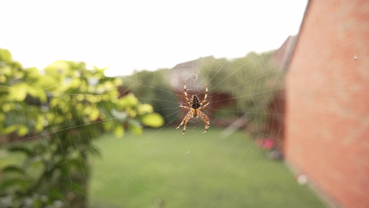 一只蜘蛛在花园里织网的特写镜头视频素材