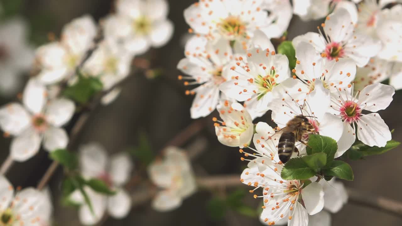 蜜蜂从盛开的樱桃树枝上采集花粉视频素材