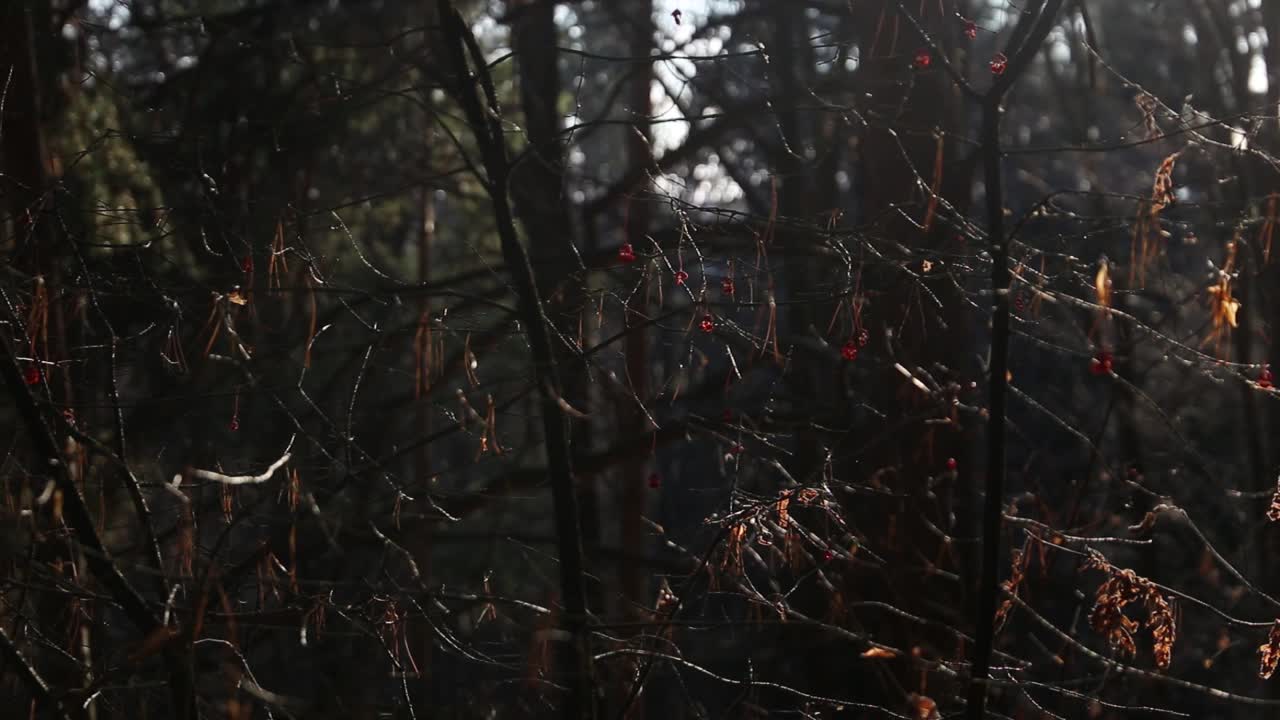 森林中光秃秃的树木被风吹动的特写视频素材