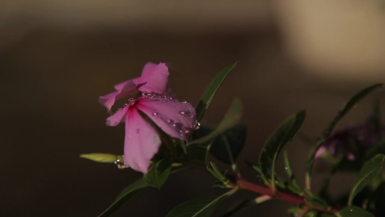 马达加斯加长春花的选择性焦点与露珠对模糊的背景视频素材