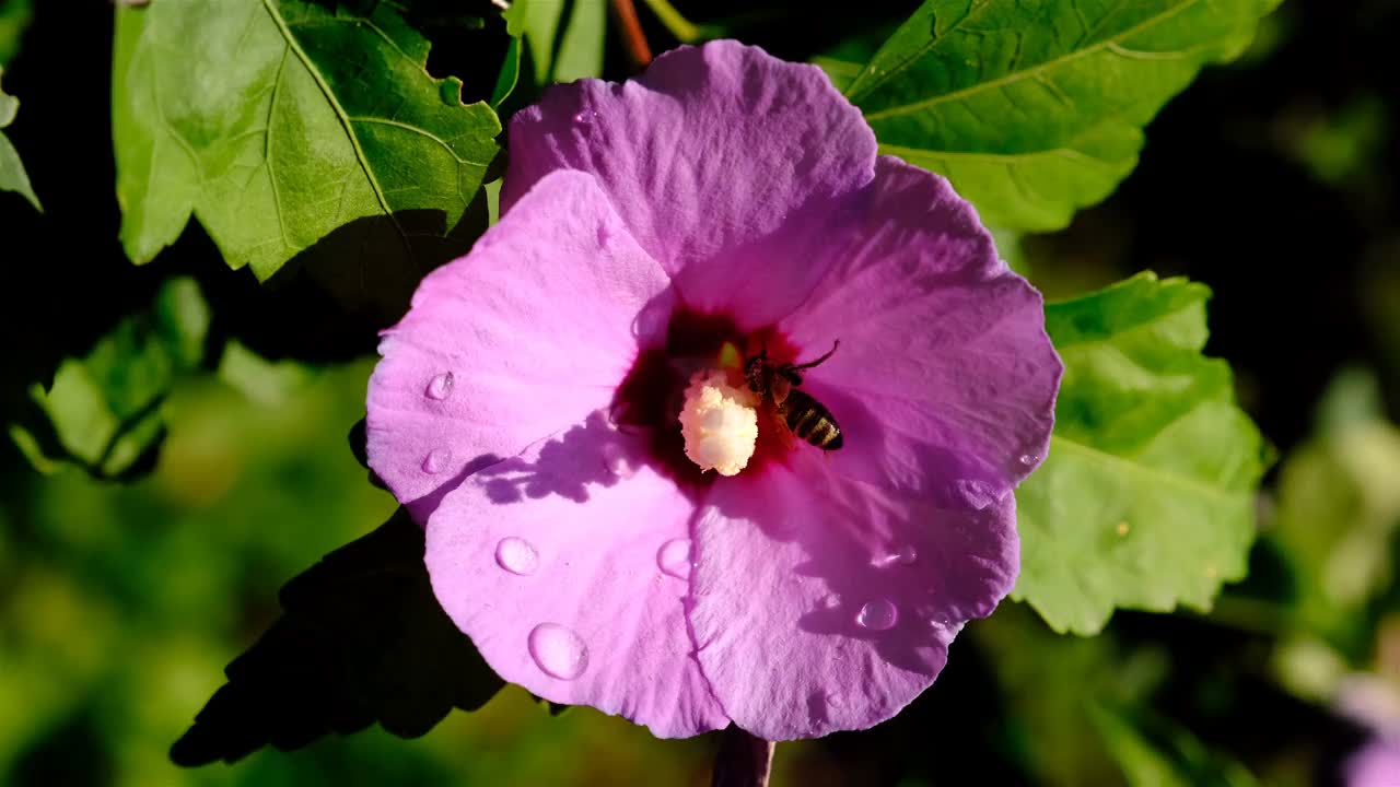 花蜜盛开的芙蓉春天视频素材