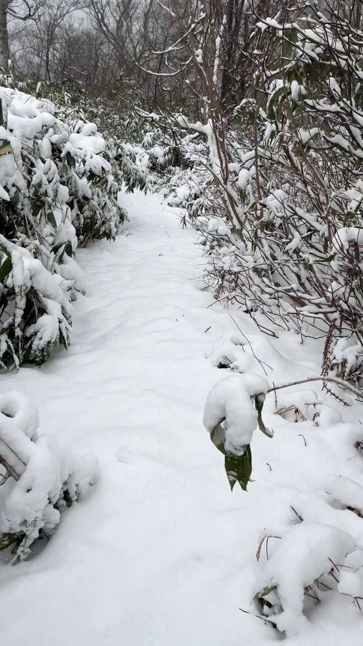 走在森林里白雪覆盖的小路上视频素材