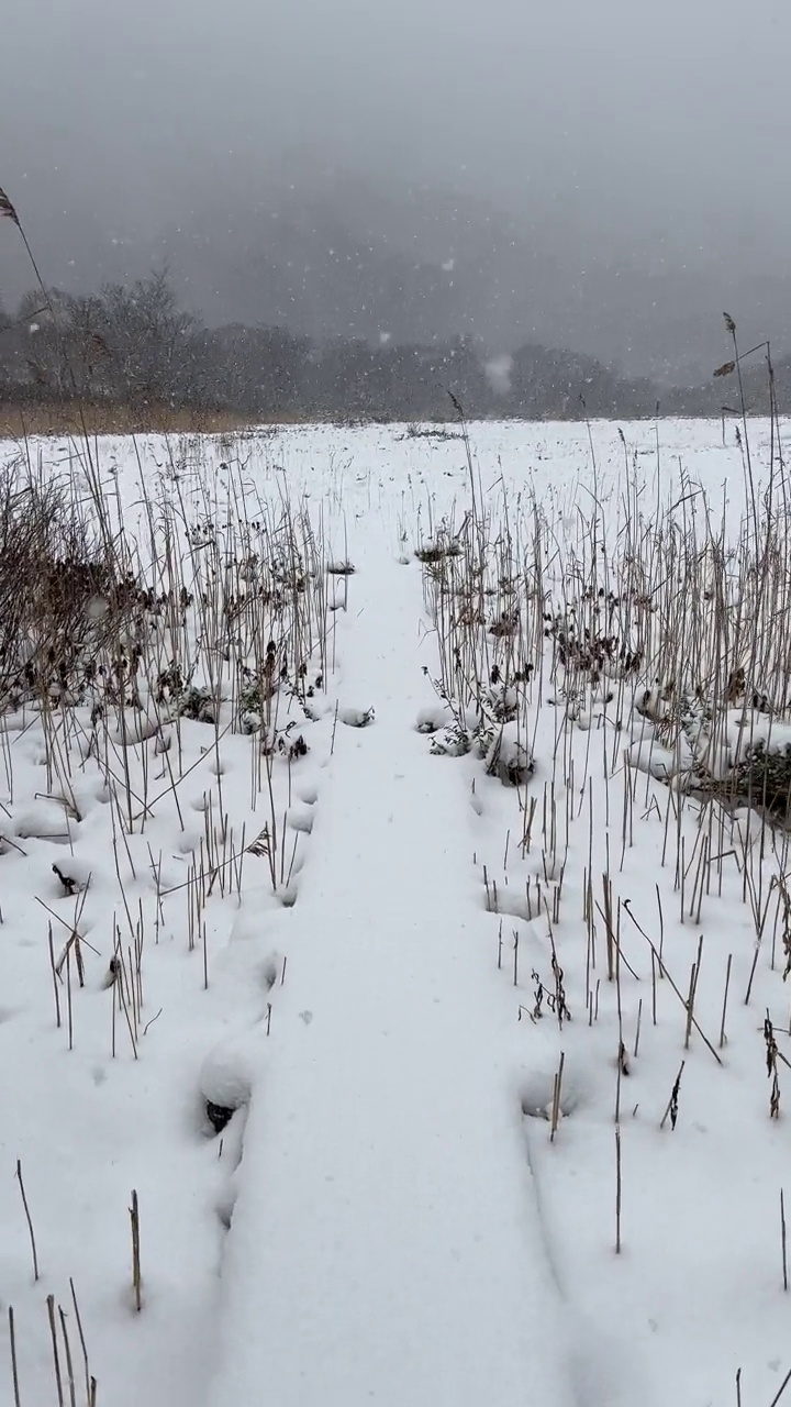 走在森林里白雪覆盖的小路上视频素材