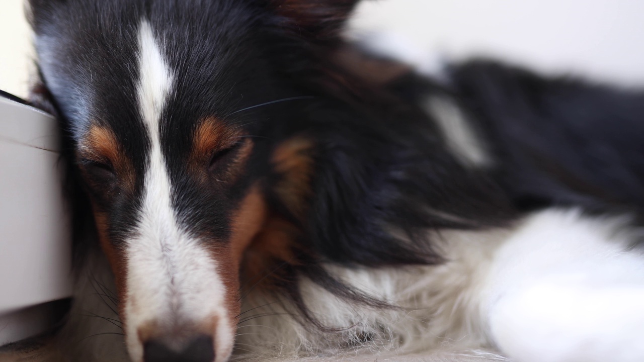 睡着的设得兰牧羊犬视频素材