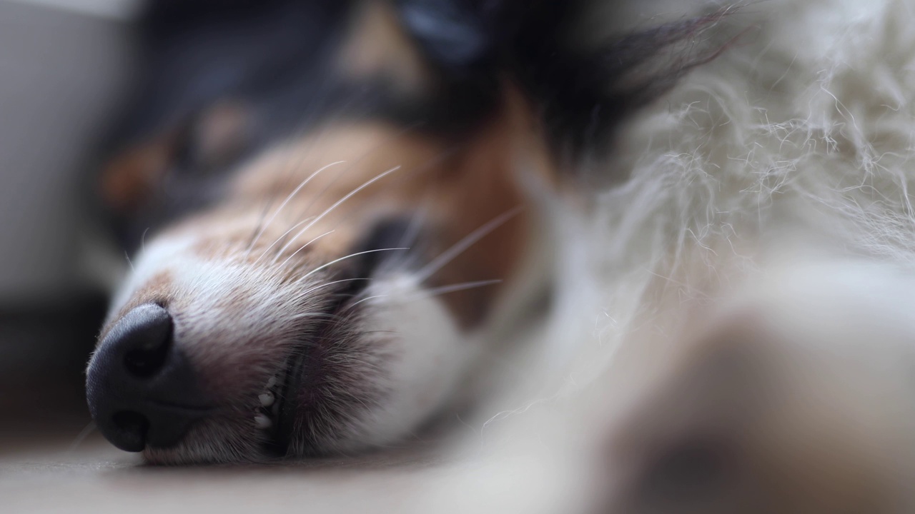 睡着的设得兰牧羊犬视频素材