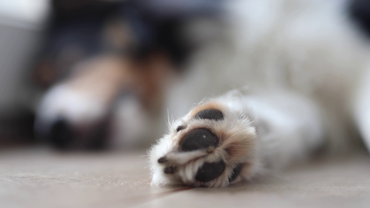 睡着的设得兰牧羊犬视频素材