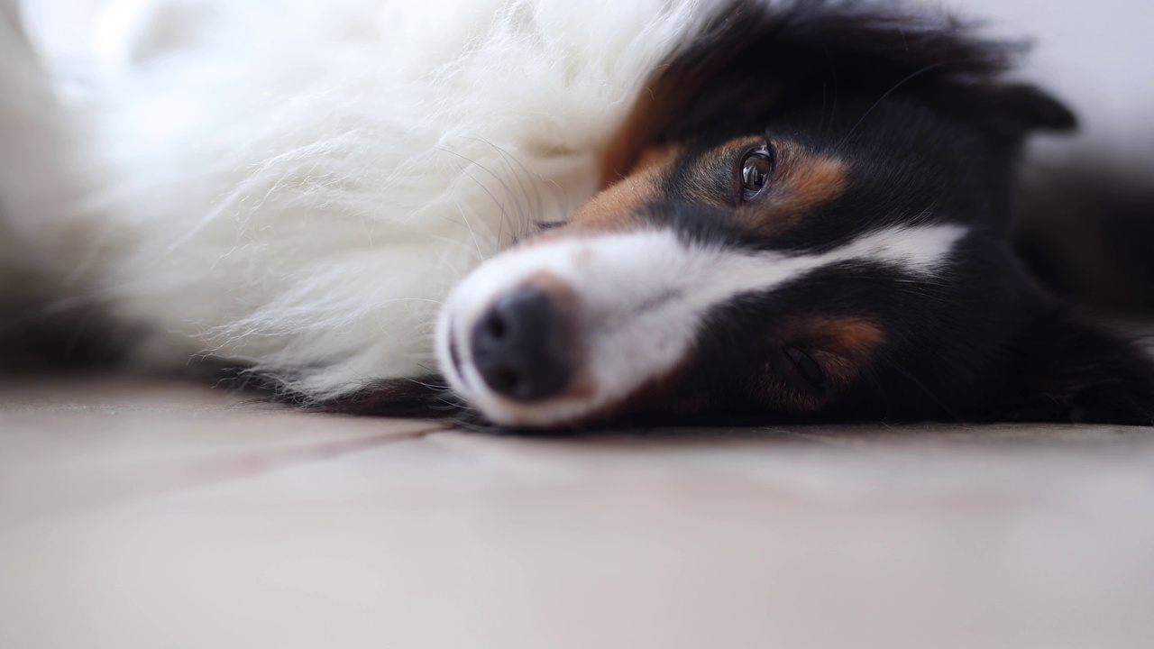 睡着的设得兰牧羊犬视频素材