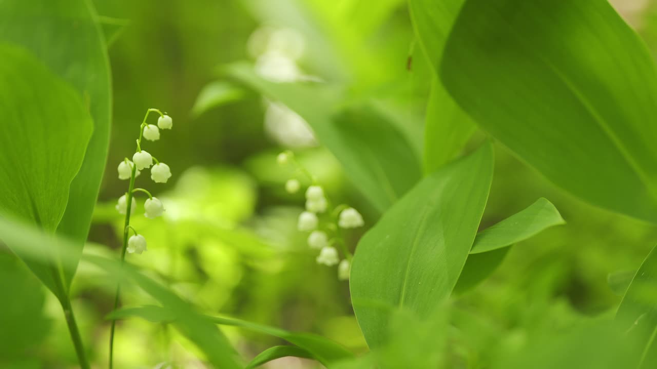 美丽的春花。五月的钟，五月的百合花，铃兰，铃兰。缓慢的运动。视频素材