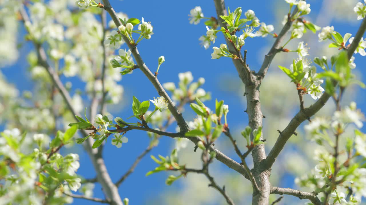 春天盛开的樱桃枝。新鲜的樱花。春暖花开。缓慢的运动。视频素材