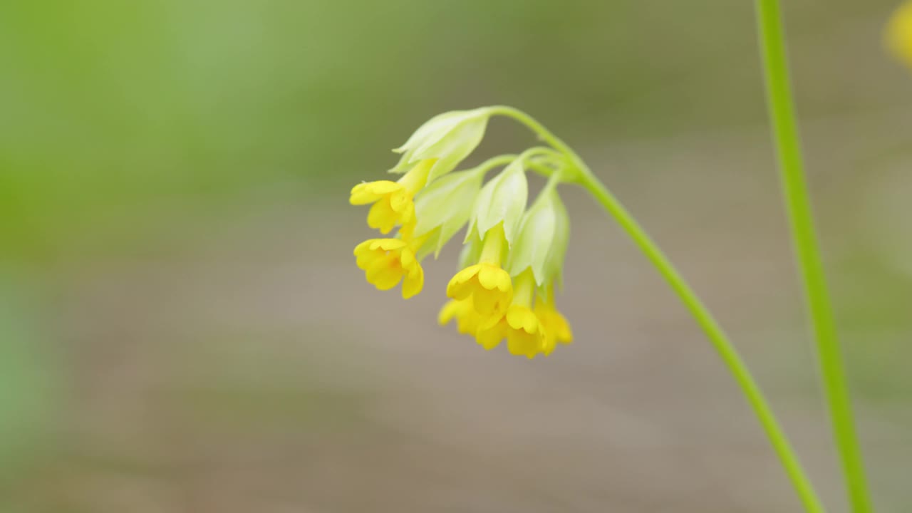 野生樱草花的黄色花瓣。草地上的樱草花或报春花。关闭了。视频素材