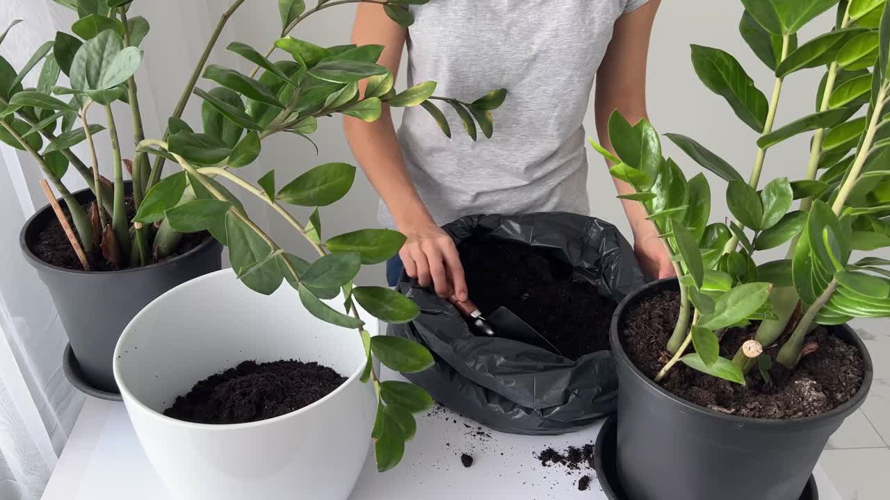 白种女园丁移植植物。家庭花园植物到新的花盆更有利的生长。照顾室内植物改变植物土壤。家庭花园，绿色住宅的概念视频素材