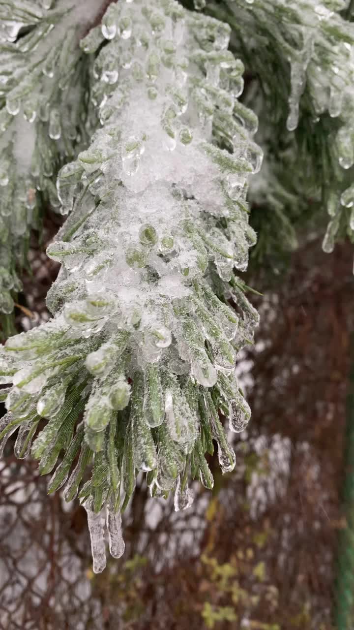 冰冻的暴风雨过后，树枝上结满了冰视频素材