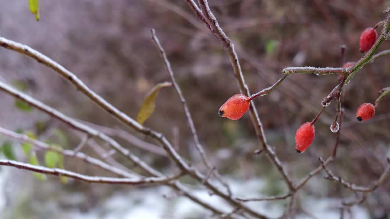 冰冻的暴风雨过后，树枝上结满了冰视频素材