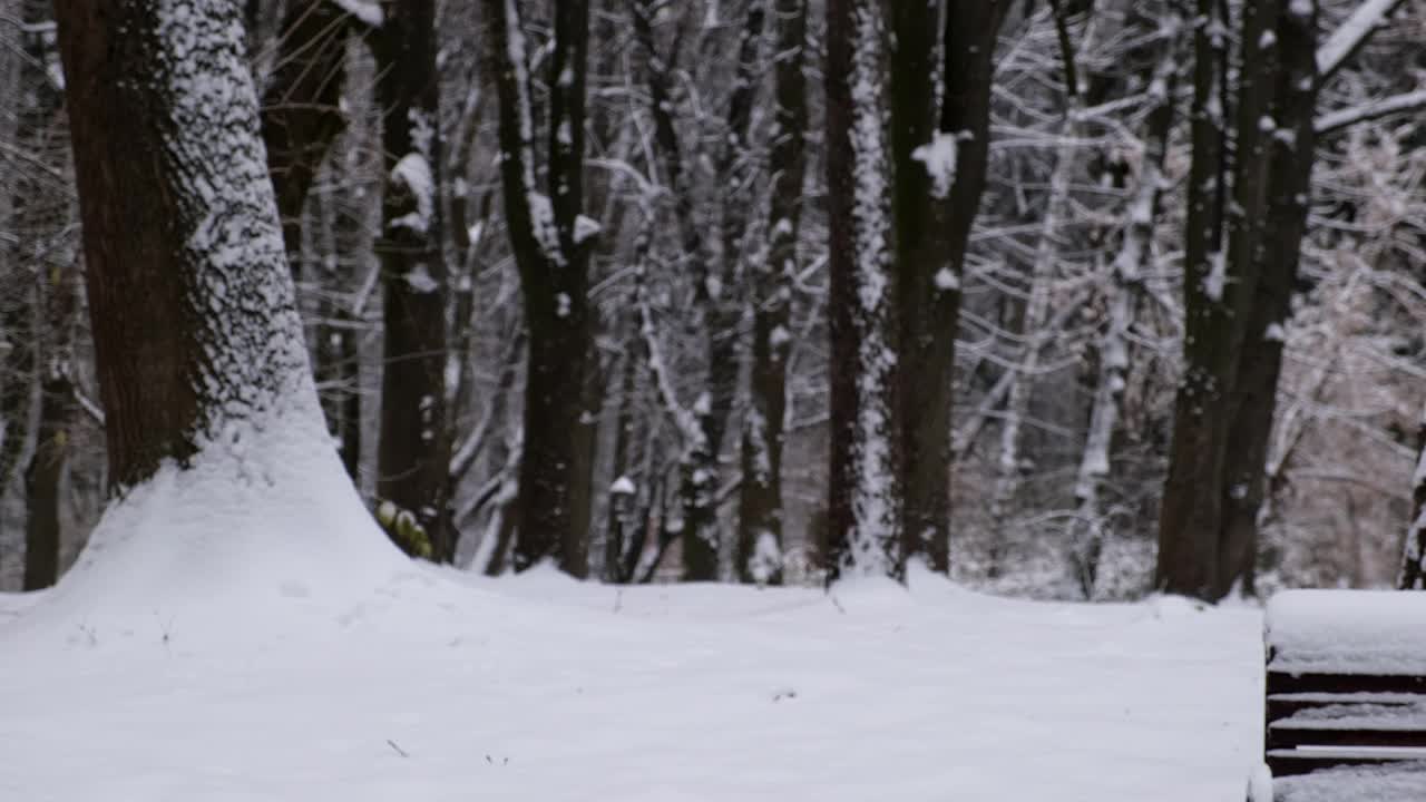 一对情侣在大雪纷飞的冬日在城市公园散步视频素材