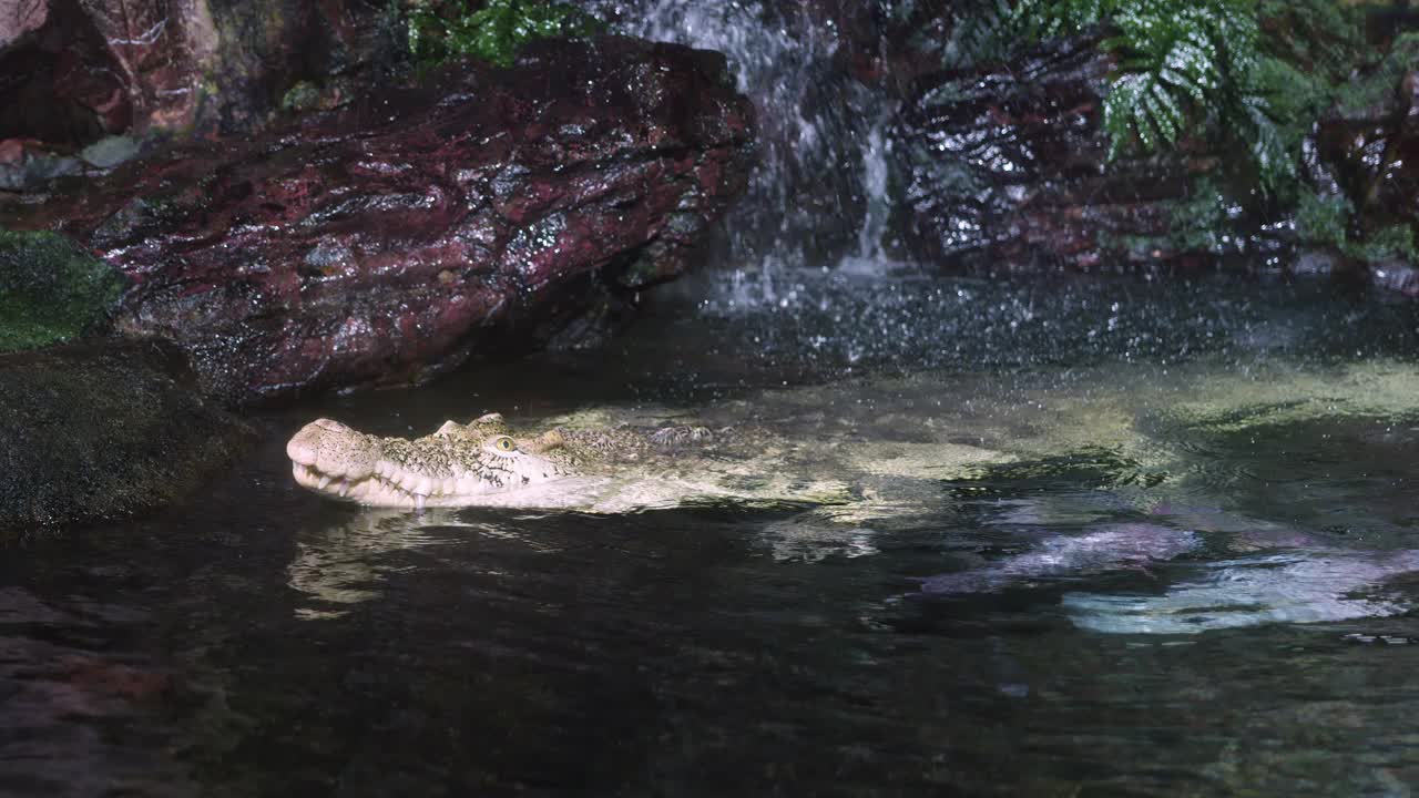 4K -鳄鱼游泳在相机视频素材