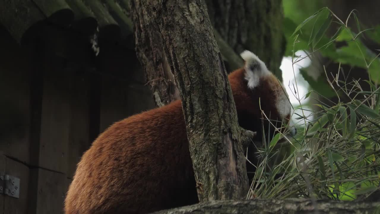 喜马拉雅小熊猫在树上吃树叶，特写视频素材