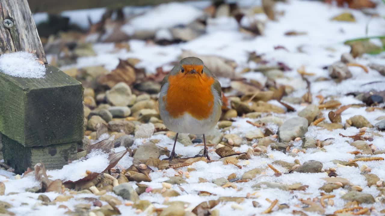 红胸知更鸟(Erithacus rubecula)在冰冻的庭院花园石头中进食视频素材