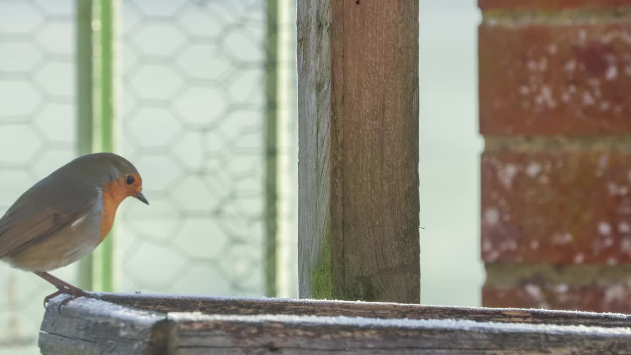 红胸知更鸟(Erithacus rubecula)在木制喂鸟器桌上进食视频素材