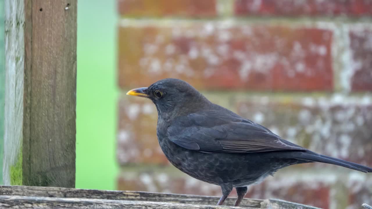 雌黑鹂(turdus merula)从木制喂鸟器桌上进食视频素材