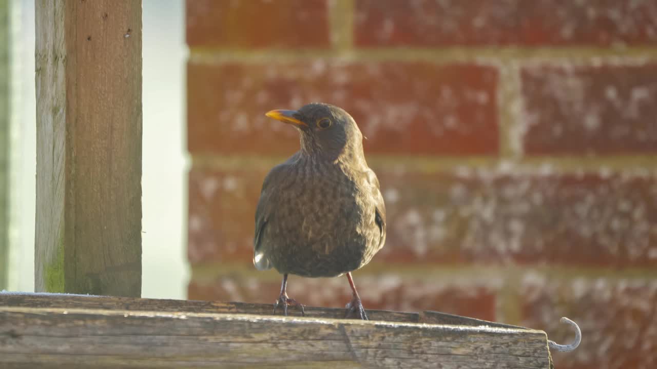 雌黑鹂(turdus merula)从木制喂鸟器桌上进食视频素材