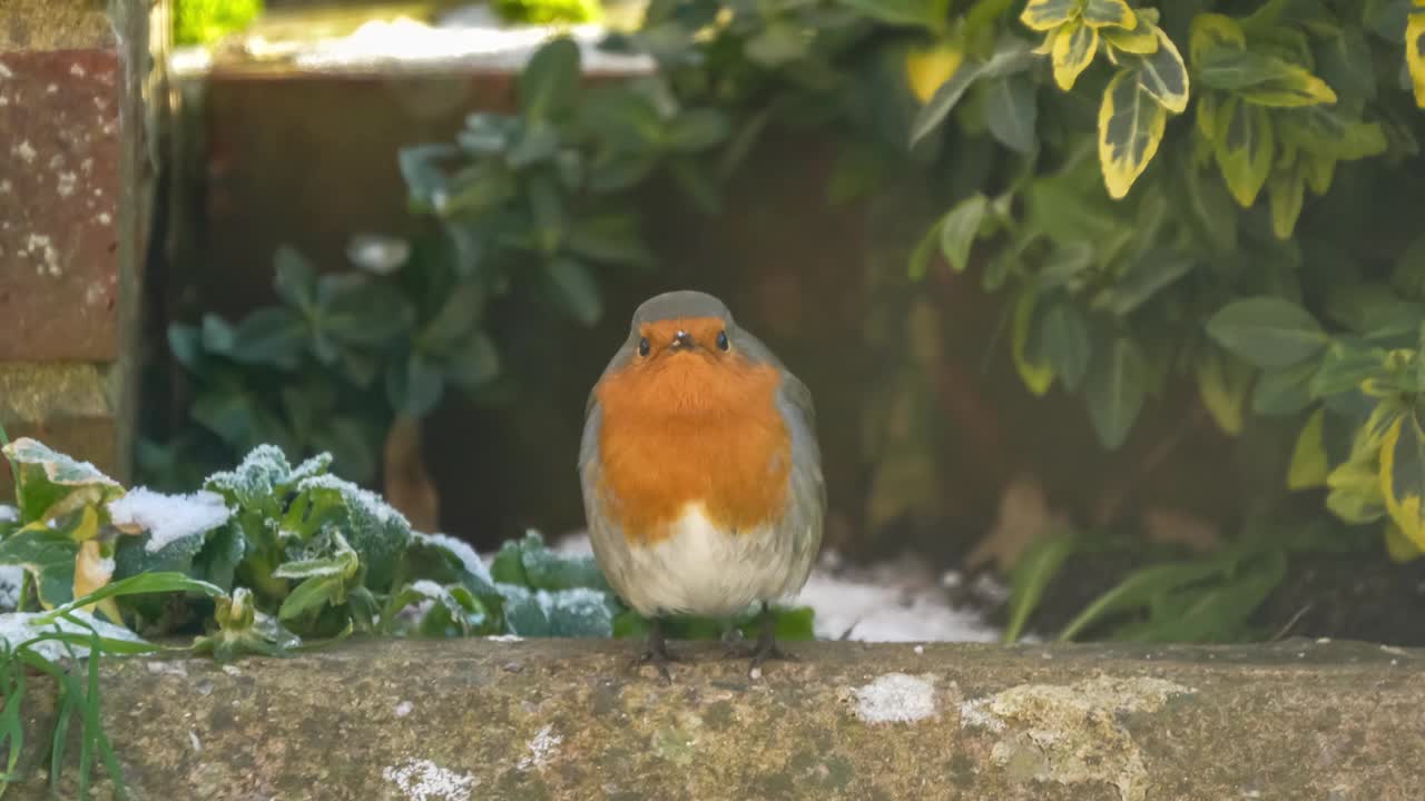 红胸知更鸟(Erithacus rubecula)栖息在冰冻的墙上视频素材