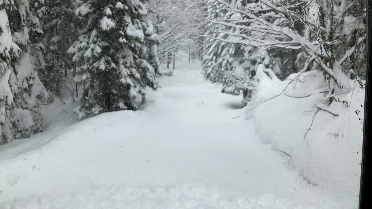 白天森林大雪的镜头视频素材