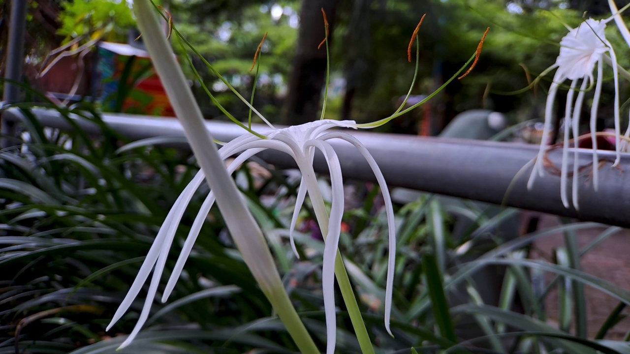 滨海膜花或海滩蜘蛛百合是膜花属植物的一种，原产于拉丁美洲温暖的沿海地区，被广泛种植视频素材