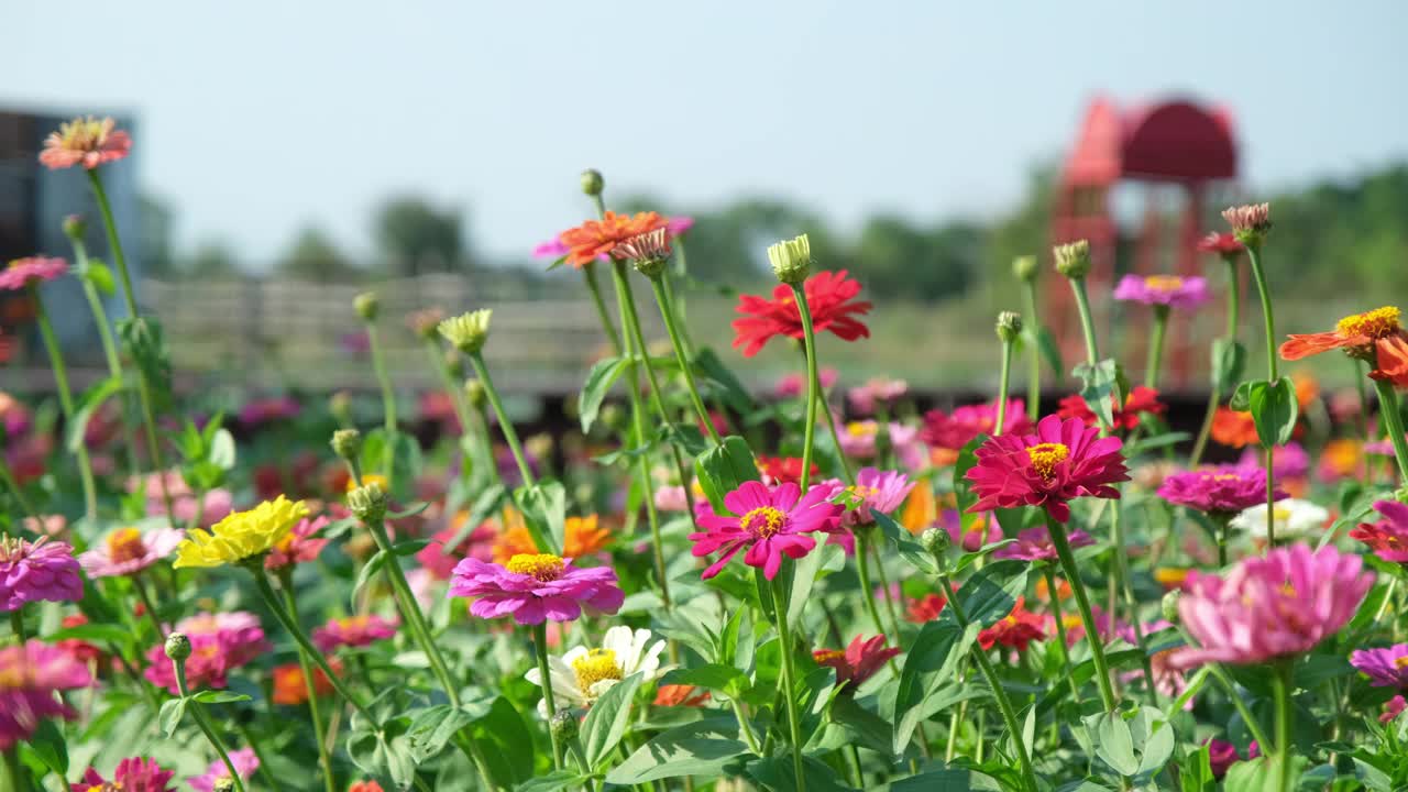 美丽的百日草(百日草秀丽隐杆)花在花园里。许多百日菊生长在花坛里，在阳光明媚的夏天开花。视频素材